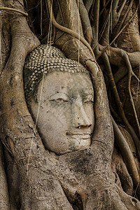 旧树上的佛头宗教榕树地标精神雕像红砖废墟树根文化佛教徒图片