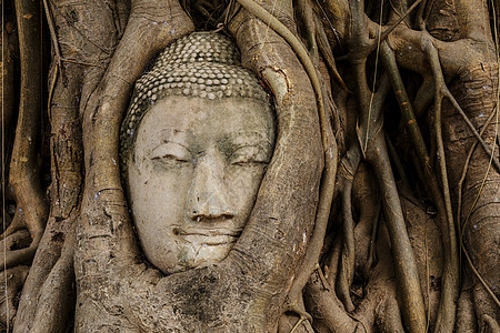 佛头在班扬树上地标寺庙红砖宗教雕像榕树文化精神树干佛教徒图片