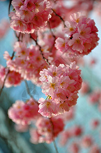 蓝色天空背面的美丽的粉红色春花g宏花衬套花期园艺乡村宏观粉色植物群季节李子图片