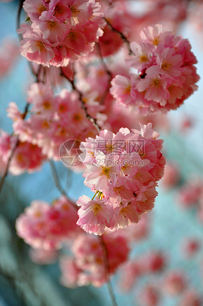 蓝色天空背面的美丽的粉红色春花g宏花衬套花期园艺乡村宏观粉色植物群季节李子图片