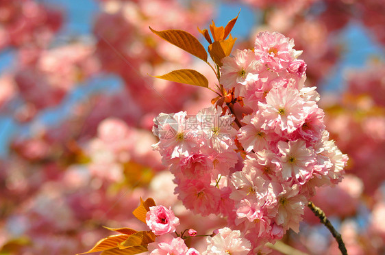 蓝色天空背面的美丽的粉红色春花g宏花植物季节园艺花瓣粉色花朵宏观李子衬套图片