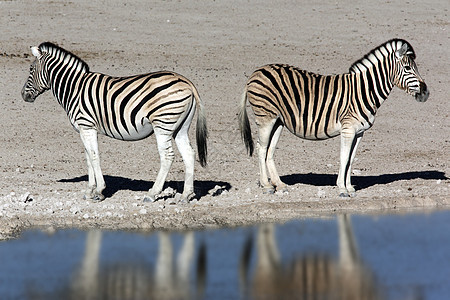 Zebra(赤道象形) - 纳米比亚图片