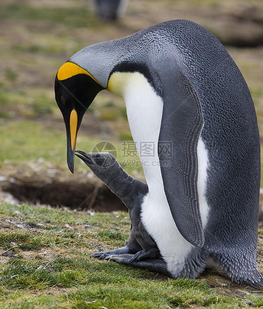 企鹅王与小鸡-福克兰群岛图片