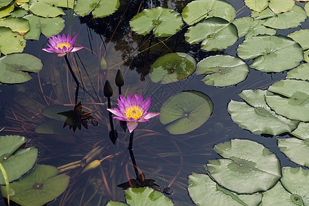 水百里池塘紫色花朵金鱼花园水生植物背景图片