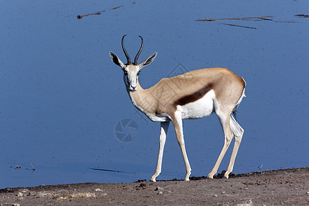 纳米比亚荒野动物旅行哺乳动物袋貂跳羚动物群野生动物警报羚羊图片