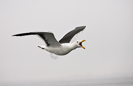 Kelp Gull - 纳米比亚图片