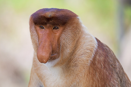 蛋白质猴子红树公园丛林荒野绿色异国野生动物情调绿色植物鼻子图片