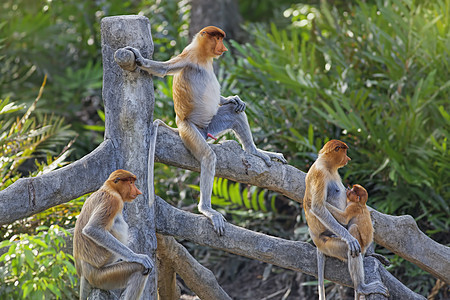蛋白质猴子避难所荒野野生动物异国团体公园红树情调森林丛林图片