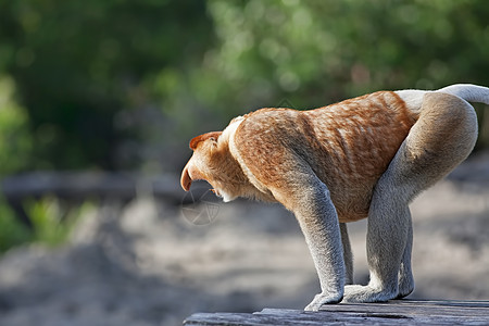 蛋白质猴子情调荒野森林绿色鼻子野生动物异国红树避难所绿色植物图片