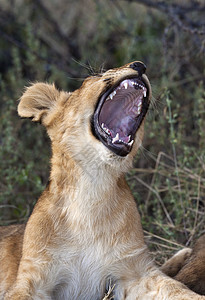 狮子幼狮 - 博茨瓦纳图片