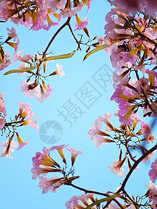 粉红甜蜜的梦幻感觉情绪花园蔷薇烟草天空公园喇叭季节生长植物群图片