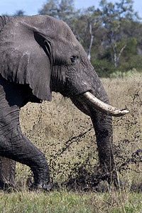 大象泥浴     博茨瓦纳动物旅行獠牙眼睛荒野野生动物树干象牙图片