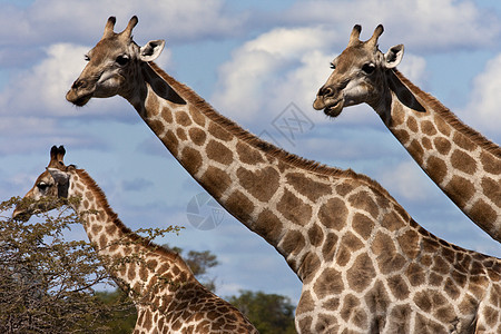 Giraffe  博茨瓦纳哺乳动物脖子动物旅行野生动物荒野动物群图片