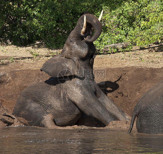 大象泥浴     博茨瓦纳厚皮树干象牙冷却哺乳动物荒野野生动物动物动物群图片
