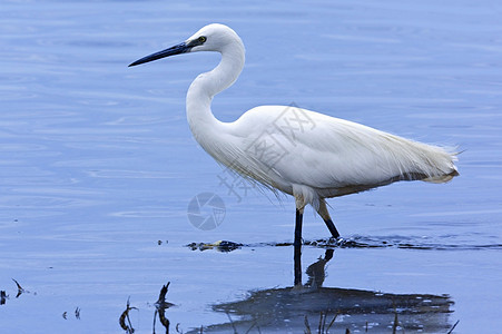 大白白色Egret - 博茨瓦纳图片