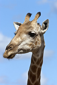 Giraffe  博茨瓦纳动物旅行荒野脖子动物群野生动物哺乳动物图片