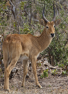 雄性 Puku 羚羊 - 博茨瓦纳图片