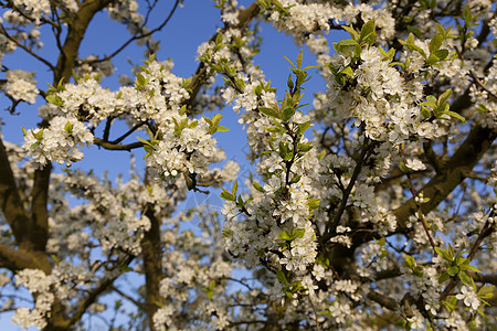 法国Spring Marchenoir 等地的树木图片