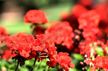 彩色花朵阳光天空季节叶子天气植物学植物群花园花瓣花束图片