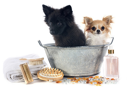 洗完澡后洗发水宠物犬类肥皂动物浴室黑色刷子香水泡沫图片
