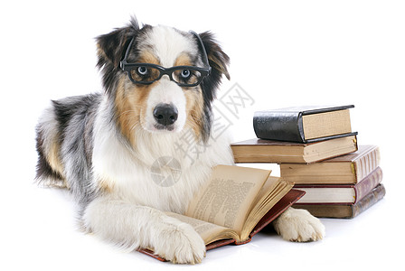 澳大利亚牧羊人和书籍阅读学校眼镜学生犬类小狗教授学习三色工作室图片