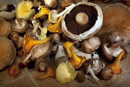 选择食用野生蘑菇背景图片