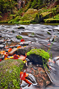 秋天 瑞士波希米亚流动森林石头漏斗小溪荒野岩石钥匙叶子跑步图片