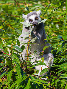 环尾狐猴Lemur catta食物尾巴眼睛动物园卡塔野生动物条纹动物荒野哺乳动物图片