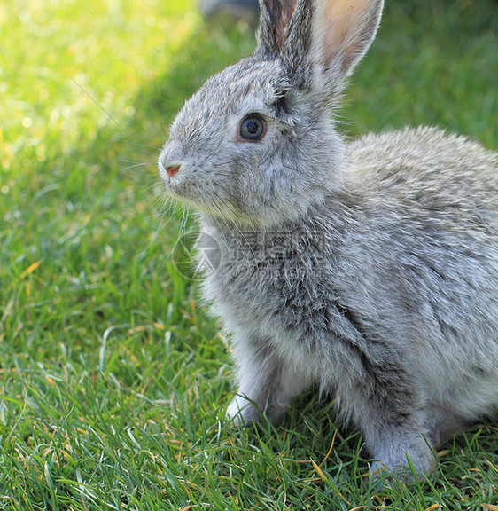 灰兔农村场地兔形农场耳朵草地婴儿毛皮哺乳动物动物图片
