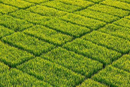 稻米田粮食公园土地收成生长季节农场草地热带场地图片