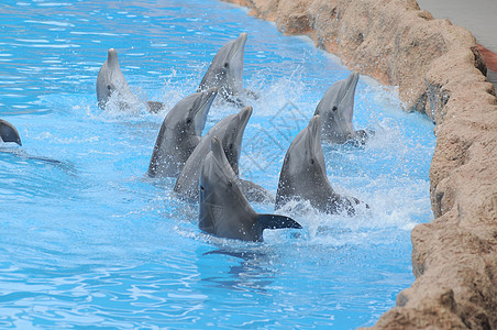 蓝色水上的灰色海豚脚蹼娱乐生活水族馆荒野水池生物鼻子微笑哺乳动物图片