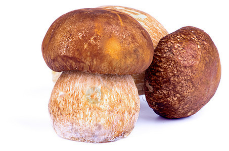 波西尼蘑菇横截面蔬菜美食家森林食用菌饮食橙子棕色白色生食图片