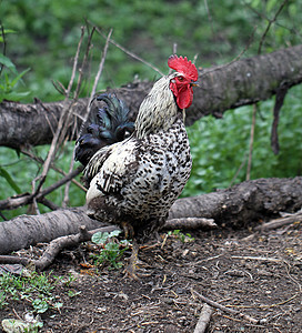 龙式红色家畜乡村家禽白色动物农场家园场景鸡冠图片