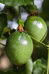 葡萄树上的激情果实热带藤蔓果园饮食植物树叶水果农场紫色叶子图片