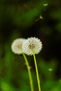 蒲公英花植物场景草地场地植物学季节生长杂草花朵天空图片