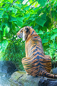 老虎坐在丛林中的瀑布图片