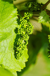 婴儿绿葡萄酒厂农业葡萄园生产营养农场食物饮食树叶叶子图片
