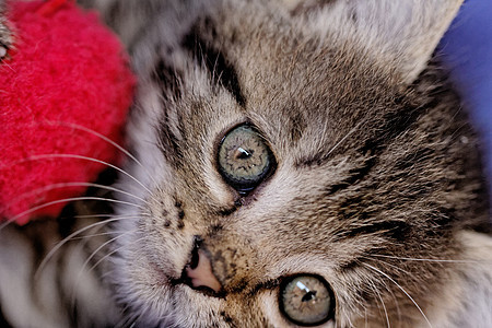 小猫瞳孔毛皮注意力宏观鼻子胡子好奇心猫咪猫科男性图片