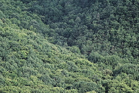 森林的空中空气视图叶子季节木头荒野风景环境树木公园树叶植物图片