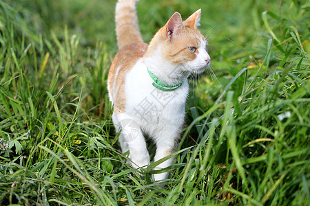 猫站在绿草地上图片