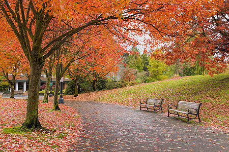秋季的步行和比金公园小路草地纪念品公园小径树叶旅游长凳叶子植物民众图片