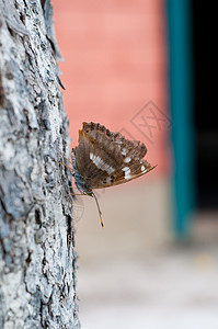 蝴蝶宏观翅膀生活昆虫动物自由动物群花园活力天蓝色图片