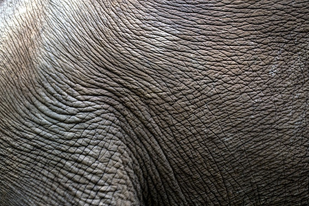 大象的详情图片