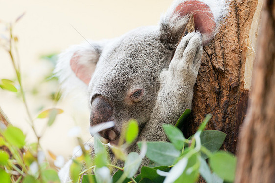 一只小熊koala图片