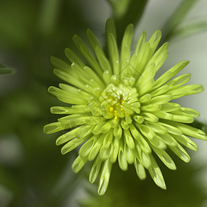 绿色菊花花粉树叶花瓣植物学宏观生长美丽花束花园植物图片