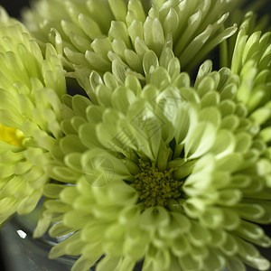 绿色菊花花束植物学生长花瓣美丽宏观花粉展示花园植物图片