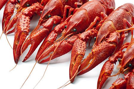 许多红龙虾海鲜红色食物团体背景图片
