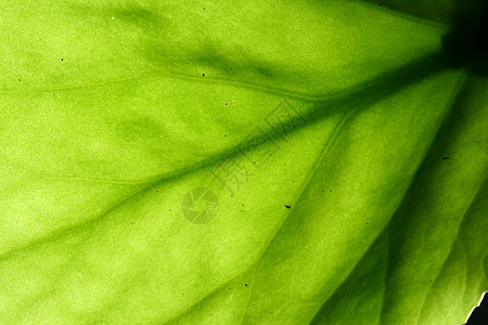 绿叶静脉宏观植物花园网格桦木绿色阳光光合作用森林生活图片