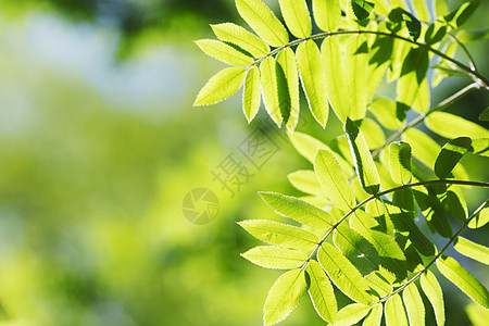 绿叶背景背景阳光生长绿色叶子季节天空树叶蓝色植物森林图片