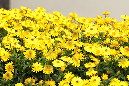 彩色花朵公园宏观季节花园花瓣天空草地植物阳光植物群图片